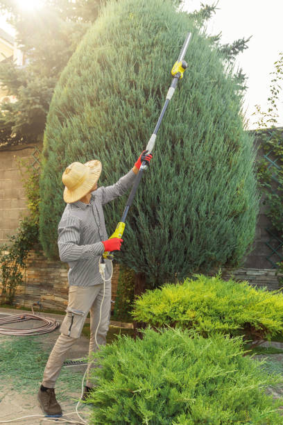 Tree Branch Trimming in Williamston, SC